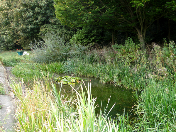 South Ferriby Pond